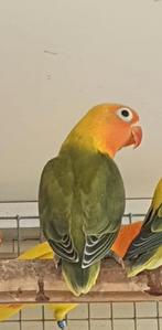 Jong fisheri OPALINE, Meerdere dieren, Dwergpapegaai of Agapornis, Tam