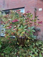 Grote zachtroze hortensia, Ophalen, Hortensia, Struik, 100 tot 250 cm