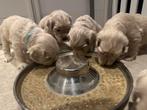 Australian Labradoodle pups, Rabiës (hondsdolheid), 8 tot 15 weken, Teef, Eén hond
