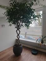 Grote Ficus kamerplant in pot, Ficus, 200 cm of meer, In pot, Groene kamerplant