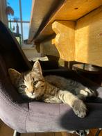 Lieve kittens aangeboden, Dieren en Toebehoren, Meerdere dieren, 0 tot 2 jaar