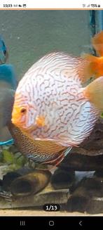 Discusvis Checkerboard, Dieren en Toebehoren, Vissen | Aquariumvissen, Vis