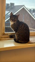 Poes 1,5 jaar zoekt gouden mandje, Dieren en Toebehoren, Katten en Kittens | Overige Katten, Poes, Kortharig, 0 tot 2 jaar