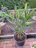 Rode oleander incl pot, Tuin en Terras, Planten | Tuinplanten, Ophalen of Verzenden