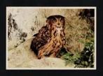 Oehoe Uil Roofvogel Bubo Bubo, Ophalen of Verzenden, 1980 tot heden, Ongelopen, Vogel