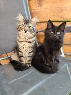 Maine Coon & Turkish Angora, Dieren en Toebehoren, Katten en Kittens | Raskatten | Langhaar