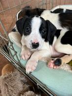 Super lieve Markiesje/Kooiker pups!, Nederland, Overige rassen, 8 tot 15 weken, CDV (hondenziekte)