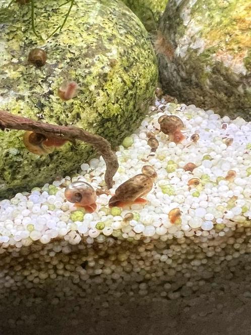 Posthoornslakken, Dieren en Toebehoren, Vissen | Aquaria en Toebehoren, Nieuw, Overige typen, Ophalen of Verzenden