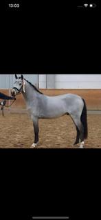 Paard professioneel laten scheren, Diensten en Vakmensen, Dieren | Paarden | Verzorging, Oppas en Les