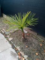 Winter hard Palmboom, Ophalen, Halfschaduw, Minder dan 100 cm, Zomer