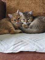 2 britskorthaar katers+stamboom +spulletjes, Dieren en Toebehoren, Kater, Gechipt, 0 tot 2 jaar