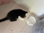 Lieve kitten, Dieren en Toebehoren, Katten en Kittens | Raskatten | Korthaar, Poes, Ontwormd, 0 tot 2 jaar