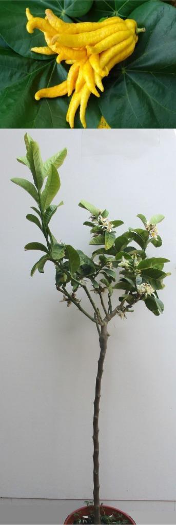 4 Hand Van Boeddha Citroen Op Stam- Cirus Medica Digitana, Tuin en Terras, Planten | Fruitbomen, Citroenboom, 100 tot 250 cm, Volle zon