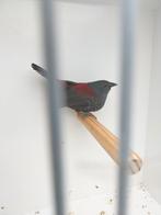 Dybowski astrilde man, Dieren en Toebehoren, Vogels | Overige Vogels, Mannelijk, Geringd