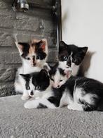 Leuke speelse kittens , lapje en 3 zwart witjes, Poes, Kortharig, 0 tot 2 jaar