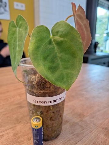 Anthurium Green Mamba x Forgetii beschikbaar voor biedingen