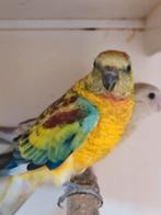 Roodrug parkieten, Dieren en Toebehoren, Meerdere dieren, Parkiet