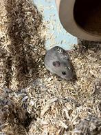 Jonge Chinese dwerghamsters, Dieren en Toebehoren, Knaagdieren, Hamster, Mannelijk, Tam, Oktober