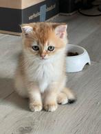 Lieve goudkleurige Britse Korthaar kittens, Dieren en Toebehoren, Katten en Kittens | Raskatten | Korthaar, Meerdere dieren, Ontwormd