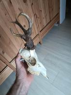 Schedel gewei Reebok, Ophalen of Verzenden, Zo goed als nieuw, Hert, Schedel
