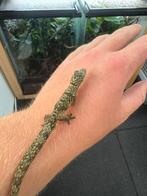 1.0 eurydactylodes occidentalis, Dieren en Toebehoren, Reptielen en Amfibieën, Hagedis