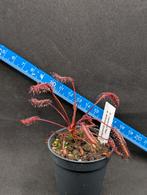 Drosera Zonnedauw Vleesetende planten, Huis en Inrichting, Kamerplanten, Ophalen of Verzenden, Overige soorten, Minder dan 100 cm