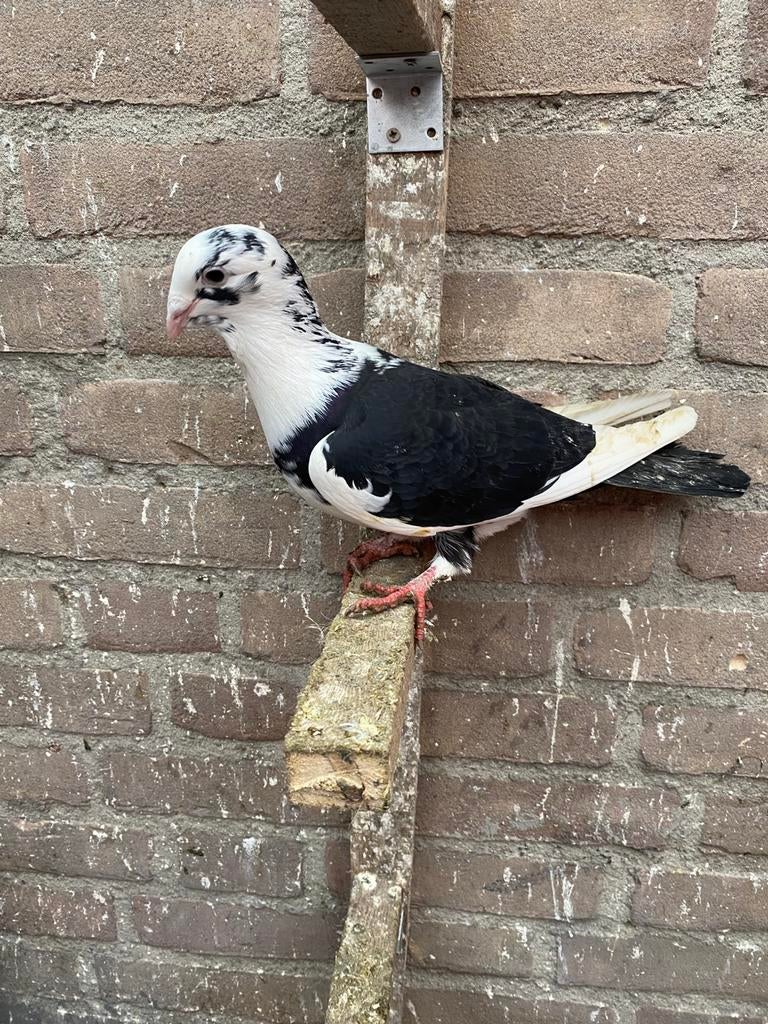 Duiven, Meerdere dieren, Postduif