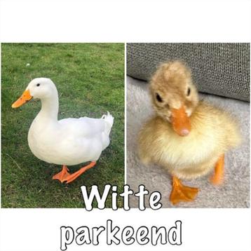 Elke week verse broed eieren van de Witte Eenden beschikbaar voor biedingen