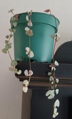 Chinees lantaarnplantje / String of hearts, Ophalen of Verzenden, Halfschaduw, Minder dan 100 cm