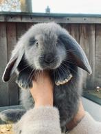 Franse hangoor ram beschikbaar., Dieren en Toebehoren, Konijnen, Mannelijk, Groot, Hangoor, 0 tot 2 jaar