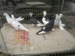 Sierduiven en Witte duiven., Meerdere dieren, Overige soorten
