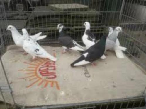 Sierduiven en Witte duiven., Dieren en Toebehoren, Pluimvee, Overige soorten, Meerdere dieren
