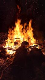 Bomen snoeien en zagen., Diensten en Vakmensen