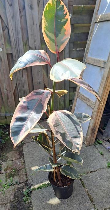 Ficus Elastica 'Tineke' - Rubberplant 1 meter🪴OPHALEN🪴 beschikbaar voor biedingen