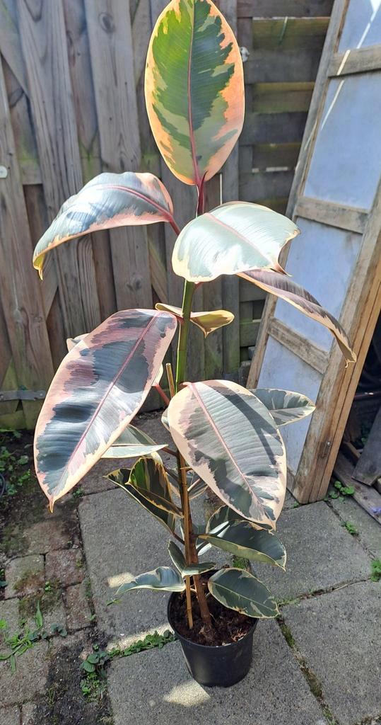 Ficus Elastica 'Tineke' - Rubberplant 1 meter🪴OPHALEN🪴, Tuin en Terras, Planten | Tuinplanten, Vaste plant, Overige soorten