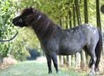 Super knappe en slimme zwart roan shetlander merrie, Dieren en Toebehoren, Merrie, Gechipt, 7 tot 10 jaar