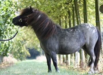 Super knappe en slimme zwart roan shetlander merrie  beschikbaar voor biedingen