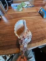 Mooie Schelp ter Decoratie, Huis en Inrichting, Ophalen of Verzenden, Zo goed als nieuw