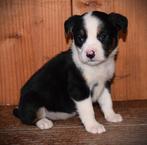 Super gave pitbull x rottweiler pups, Dieren en Toebehoren, Parvo, Overige rassen, 8 tot 15 weken, Meerdere