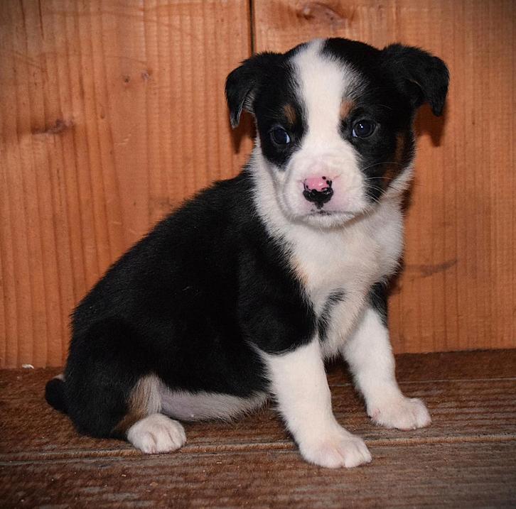 Super gave pitbull x rottweiler pups, Dieren en Toebehoren, Honden | Bulldogs, Pinschers en Molossers, Meerdere dieren, Overige rassen