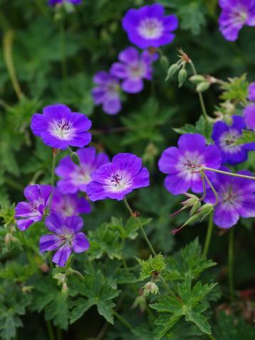 Geranium ‘Rozanne’ – Een Bloemenzee die Nooit Ophoudt! beschikbaar voor biedingen