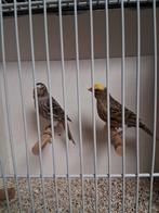 Mooi koppel lizard kanaries, Dieren en Toebehoren, Vogels | Kanaries