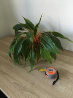 Orange Mandarin Spider Plant (Chlorophytum orchidastrum), Overige soorten, Minder dan 100 cm, Ophalen of Verzenden, Halfschaduw