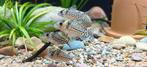 Gezocht Corydoras (brochis) ambiacus, Vis, Zoetwatervis, Schoolvis