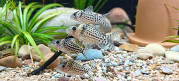 Gezocht Corydoras (brochis) ambiacus 

 beschikbaar voor biedingen
