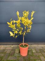 Citrus Calamondin - Mandarijnenboompje H: 90 cm., Tuin en Terras, Ophalen, Minder dan 100 cm, Volle zon, Citroenboom