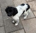 Friese stabij kruising wetterhoun pup nog 1 reutje, Dieren en Toebehoren, Honden | Retrievers, Spaniëls en Waterhonden, CDV (hondenziekte)