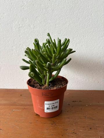 Crassula Jade 'Hobbit' - Vetplant beschikbaar voor biedingen