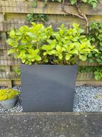 3 Grijze plantenbakken van kunststof (inclusief hortensia)!, Kunststof, Tuin, Minder dan 60 cm, Zo goed als nieuw