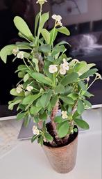 Bloeiende cristusdoorn plant, Tuin en Terras, Planten | Tuinplanten, Ophalen, Zomer, Overige soorten, Halfschaduw